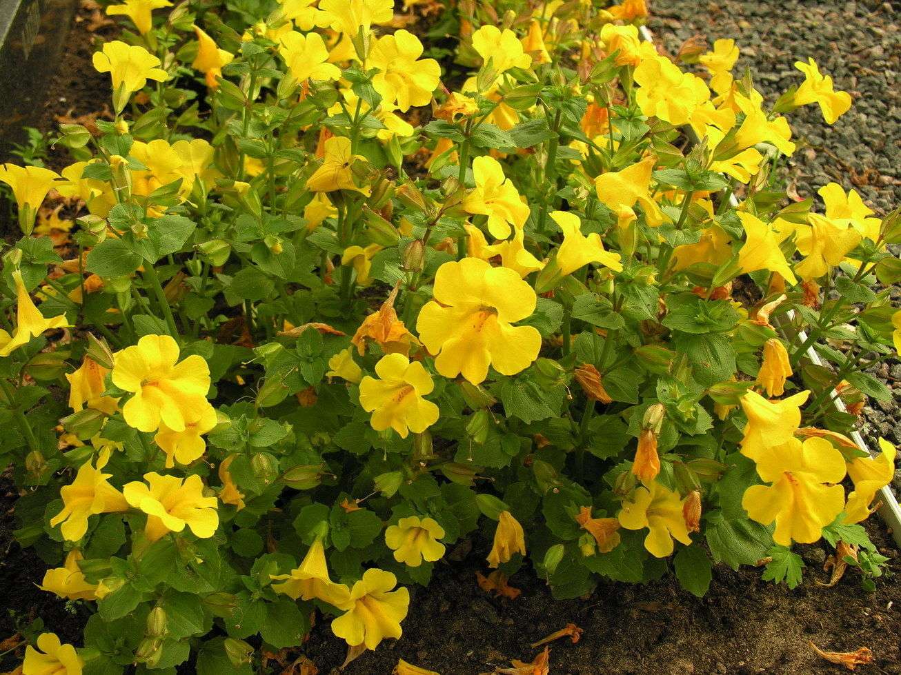 Marginal-Pond-Plants-8-Different-Varieties-Perfect-for-Bees-amp-Other-Pollinatin