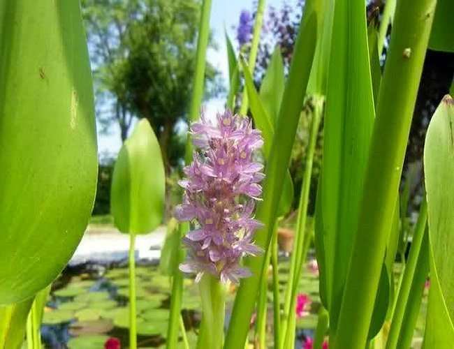 Pontederia cordata 'Pink' - Marginal Pond Plants - MP094