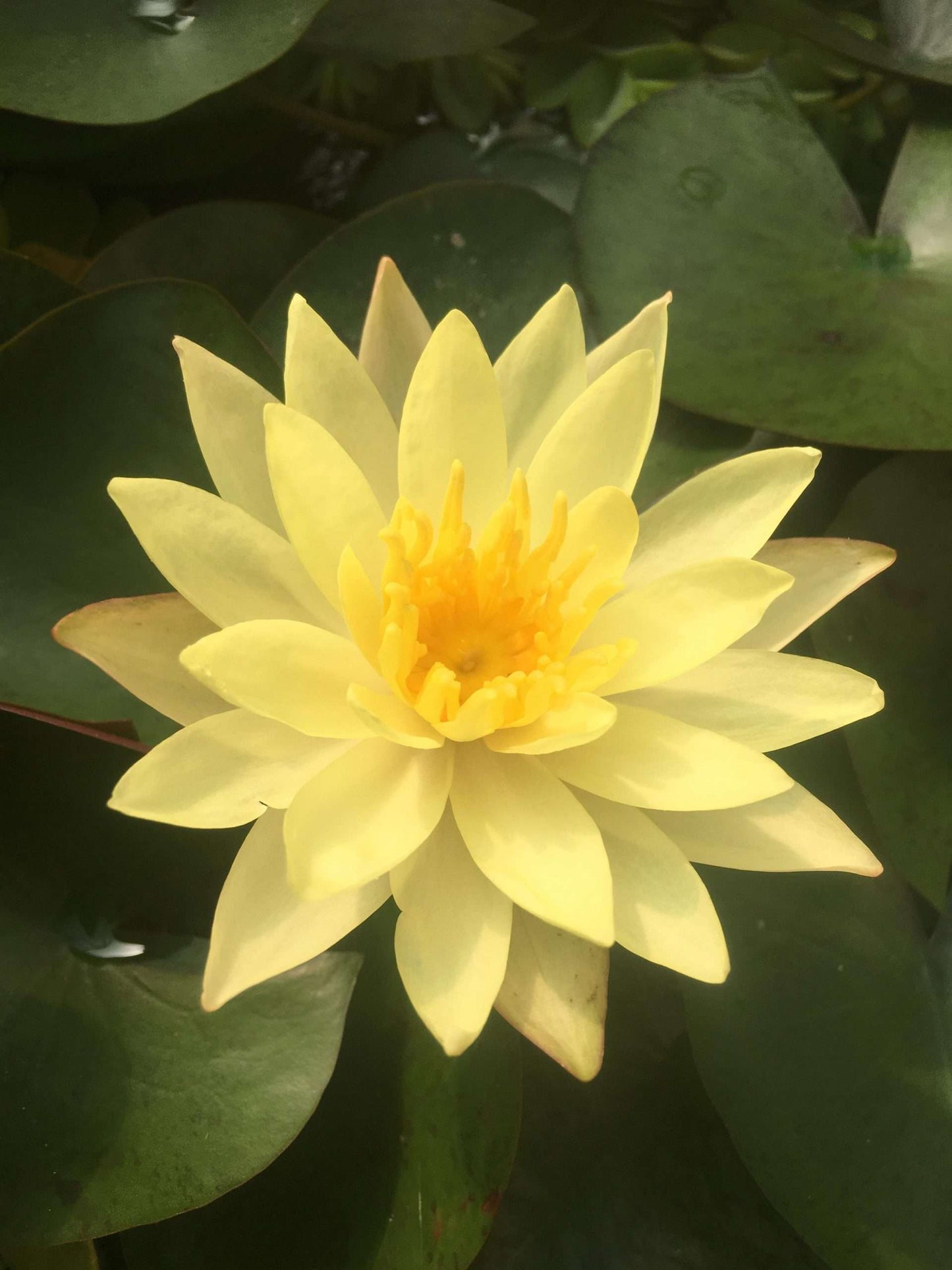 Sulphurea Water Lily - Pond Plants - MW25