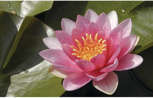 Sultan Water Lily - Pond Plants - LW24