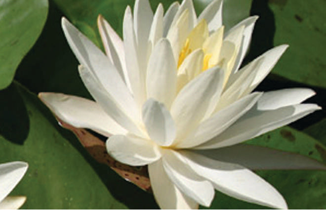Virginia Water Lily - Pond Plants - LW26