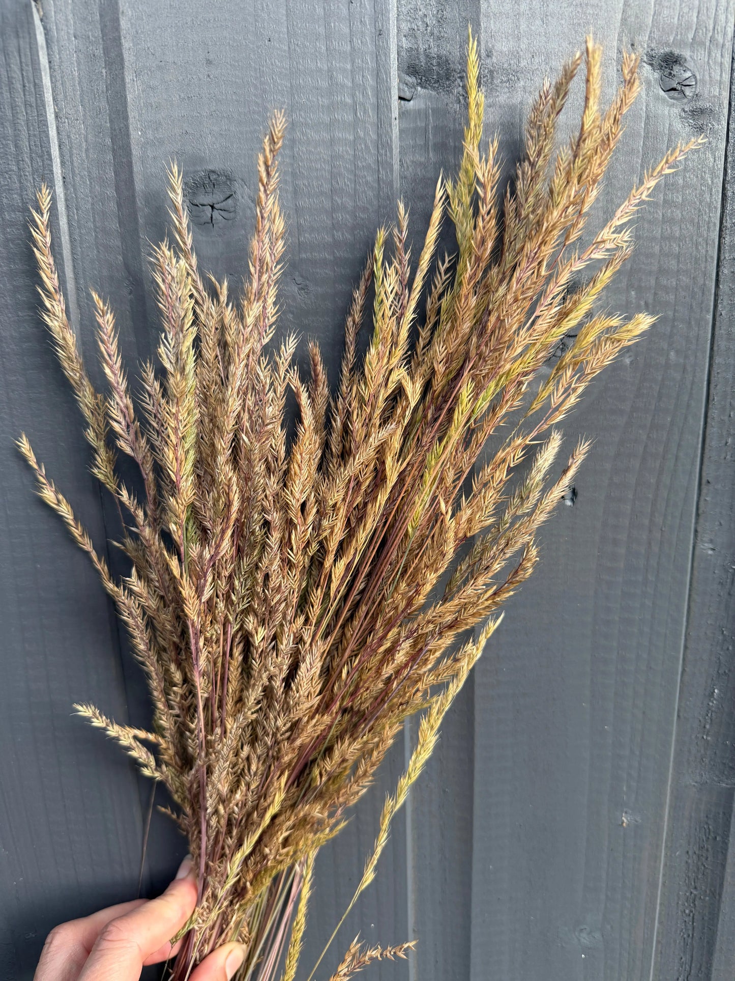 Reed Grass Dried