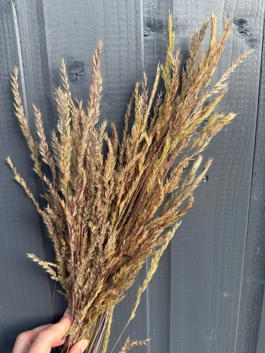 Reed Grass Dried