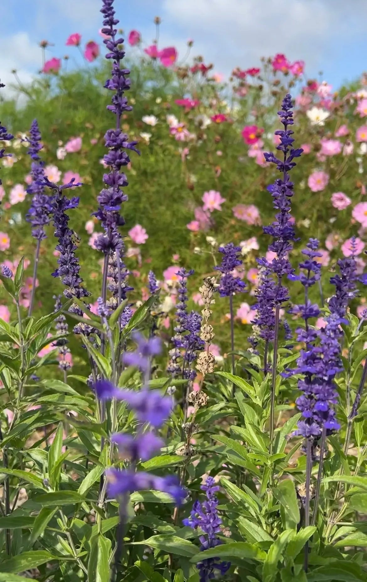 Salvia Victoria Blue