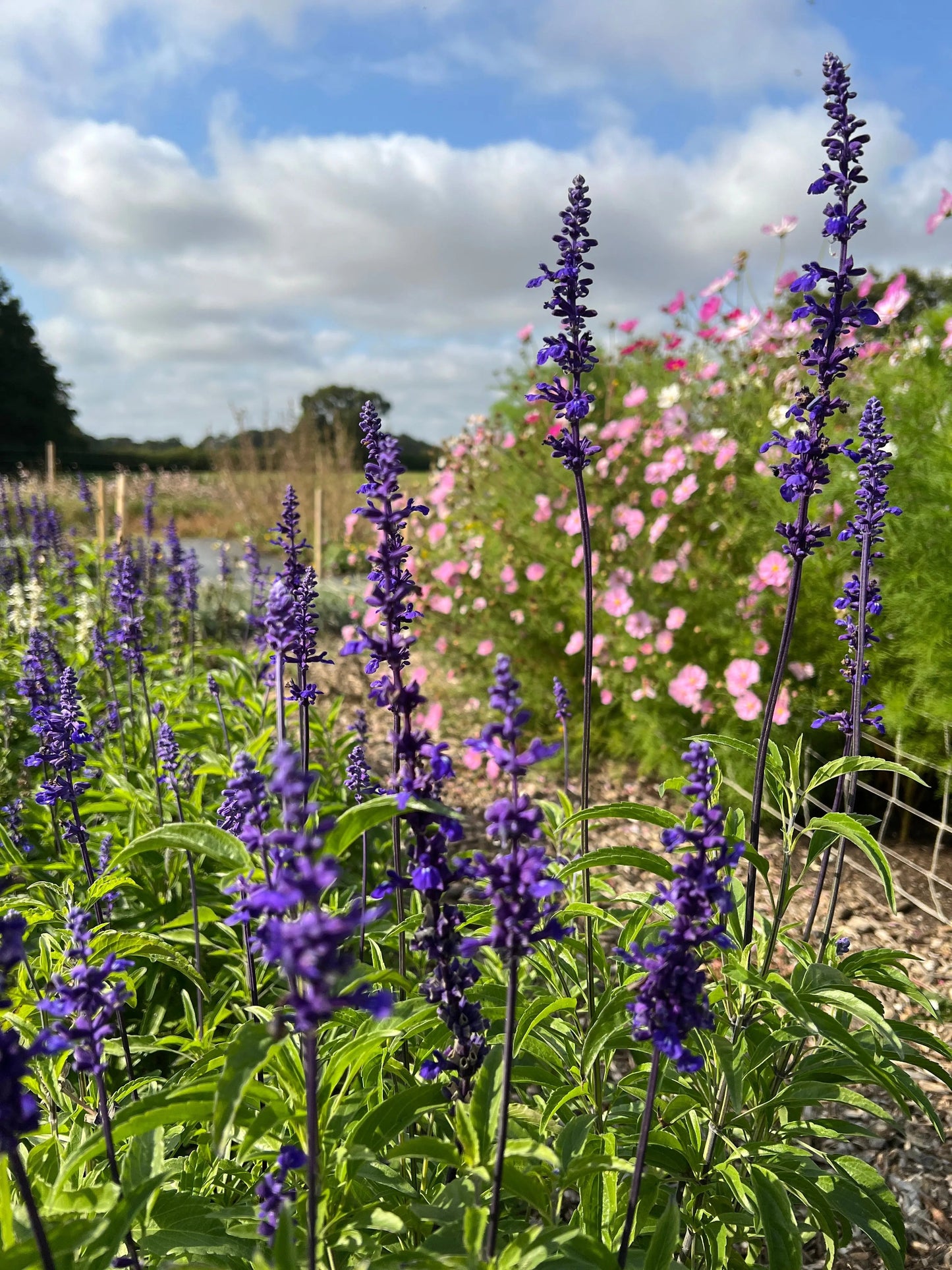 Salvia Victoria Blue