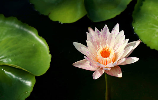 Paranee Water Lily - Pond Plants - MW32