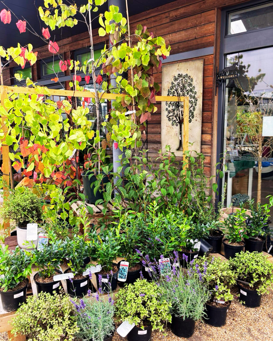 autumn trees and shrubs sturmer garden centre