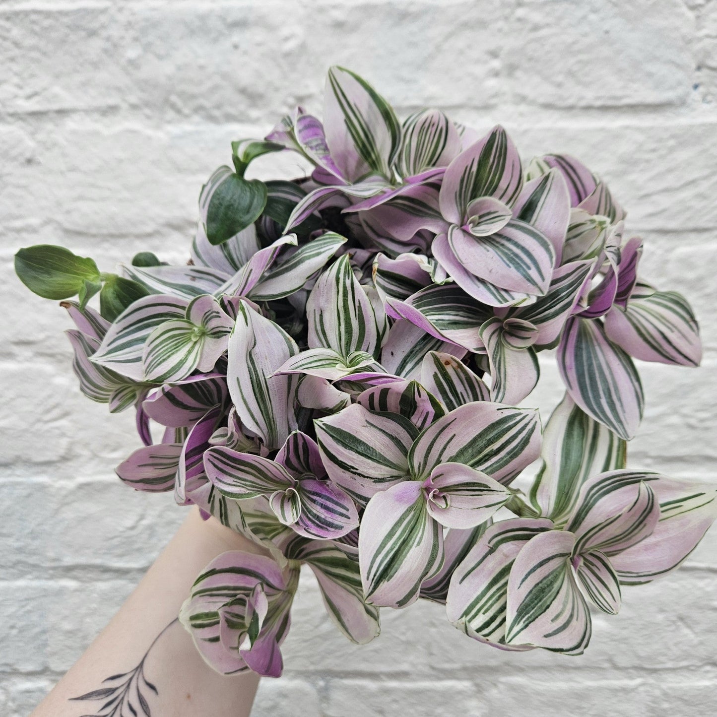 Tradescantia 'Sweetness' (Inch Plant)