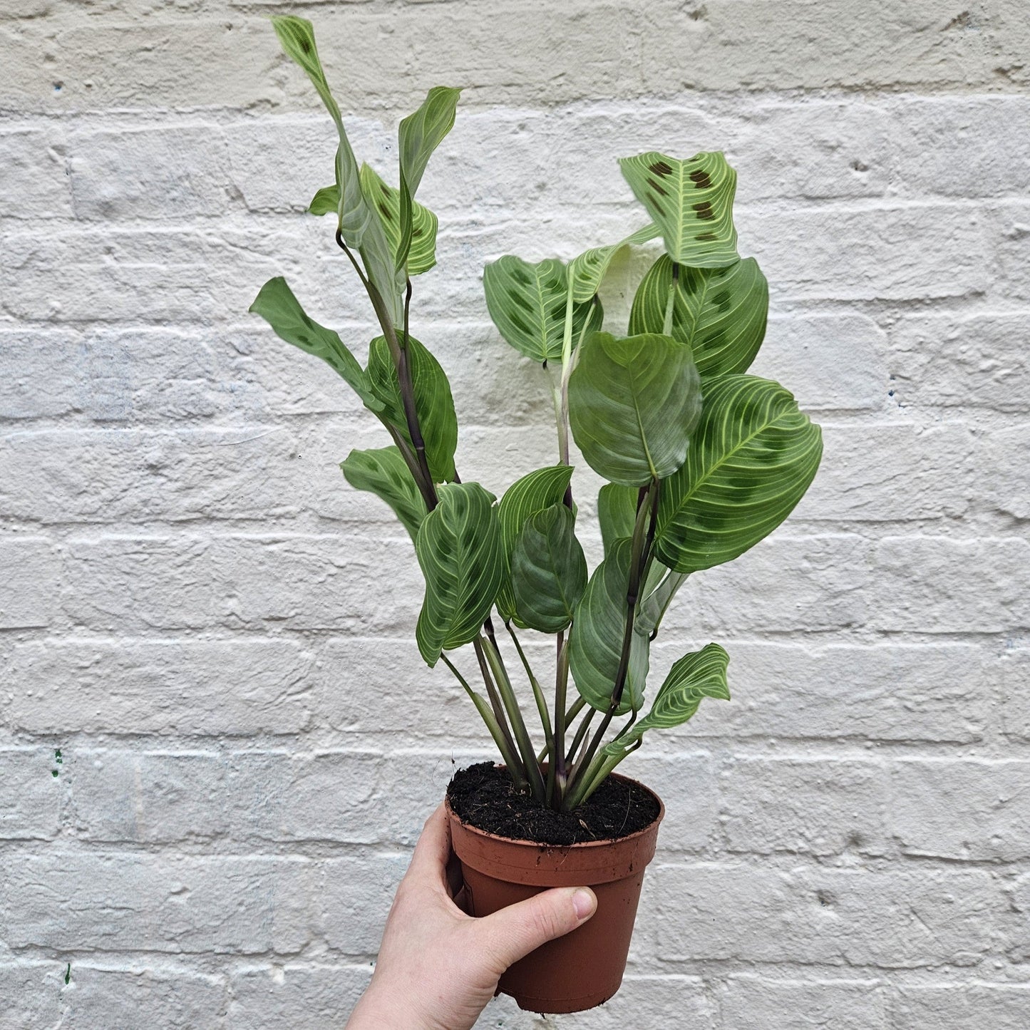 Maranta leuconeura 'Light veins'
