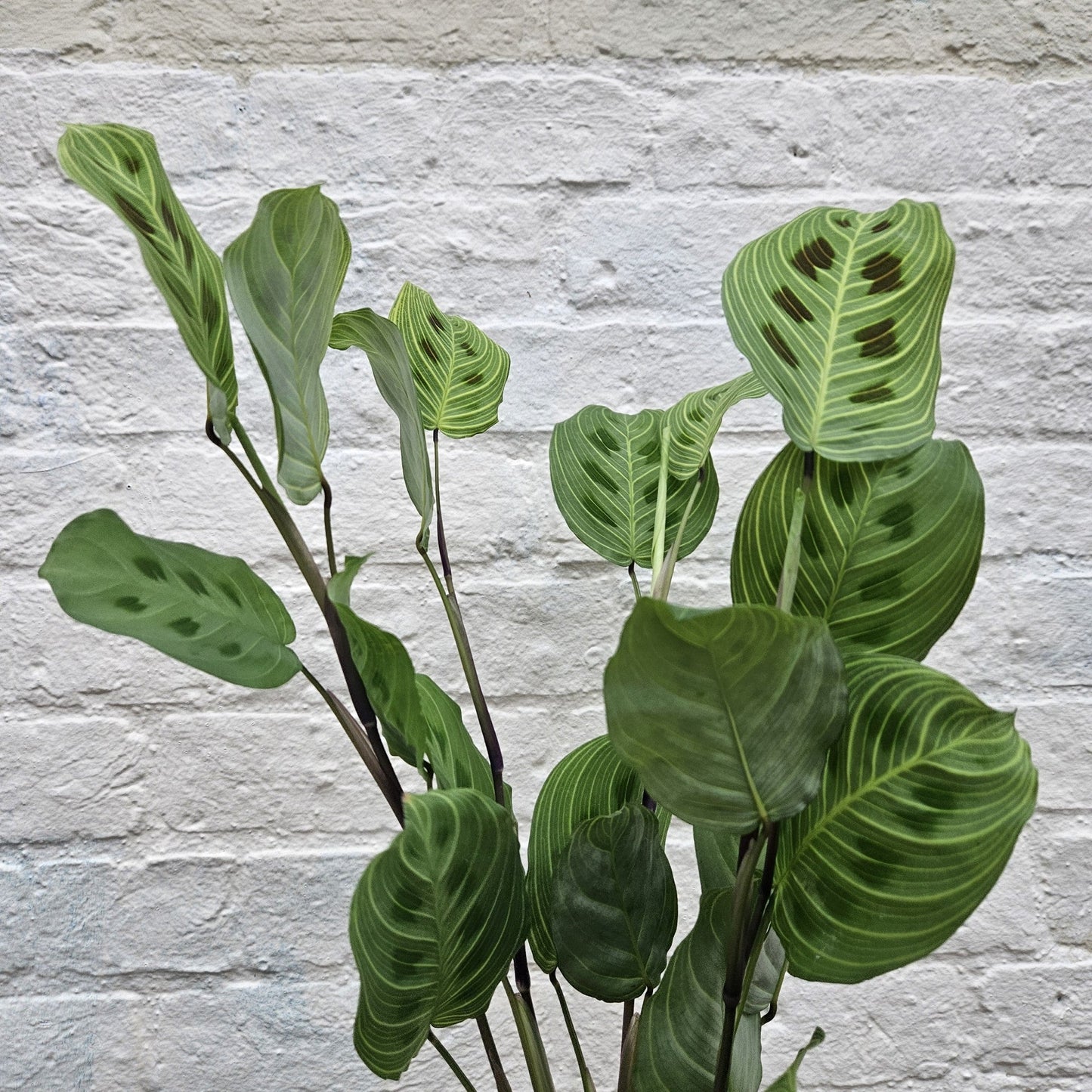 Maranta leuconeura 'Light veins'