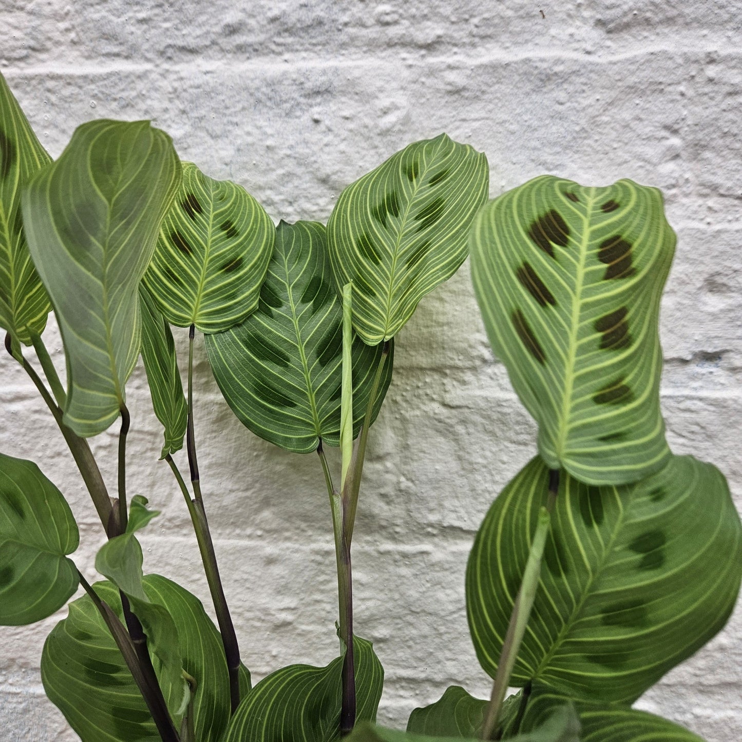 Maranta leuconeura 'Light veins'