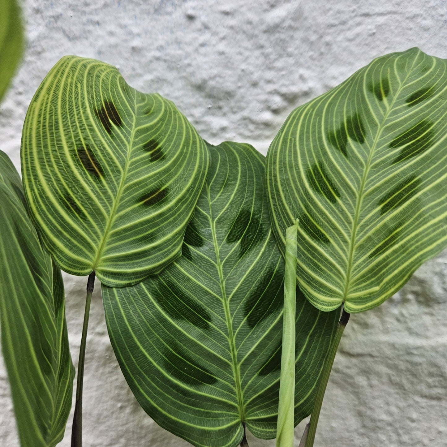 Maranta leuconeura 'Light veins'