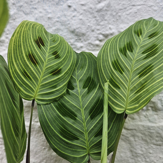 Maranta leuconeura 'Light veins'