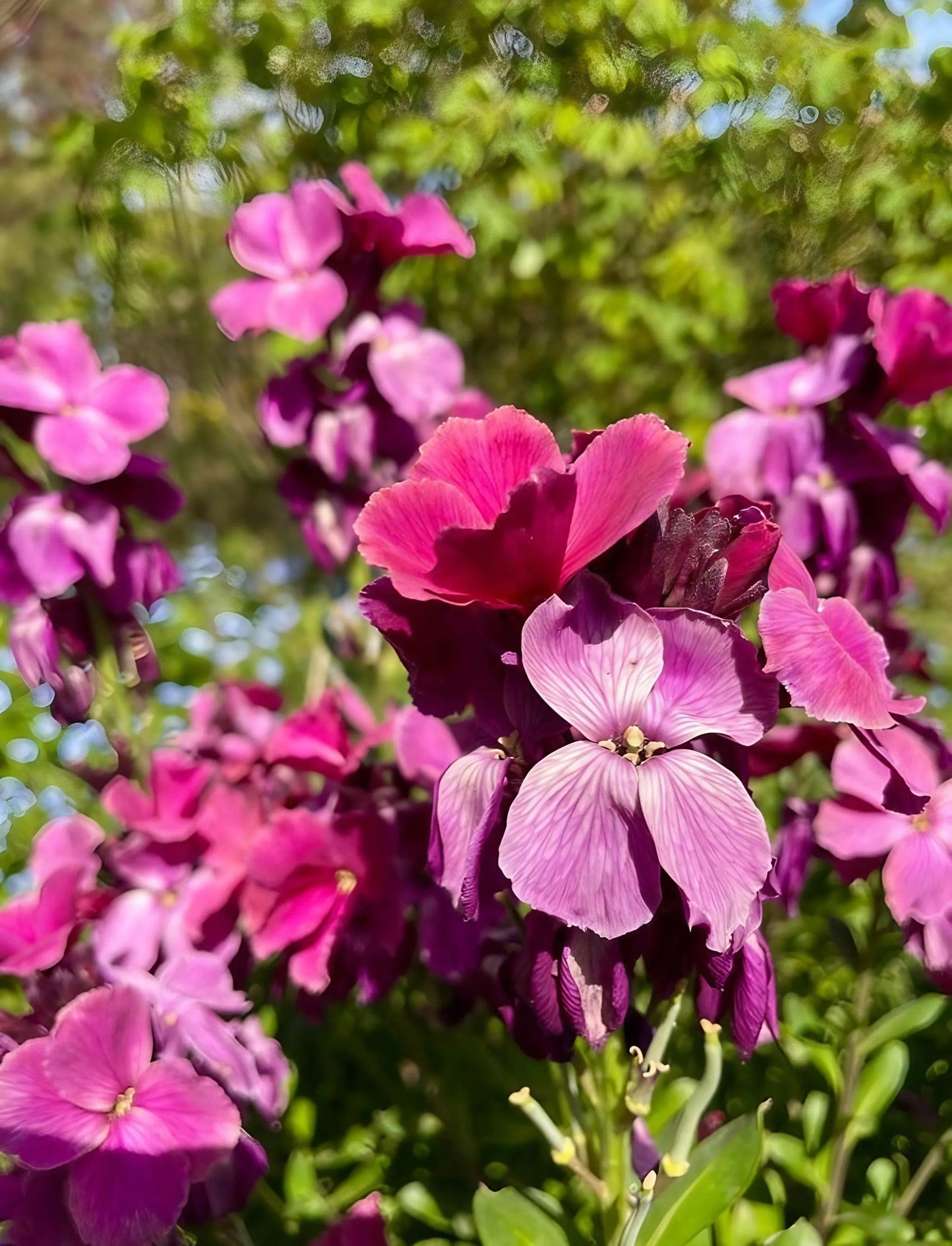 Wallflower Ruby Gem